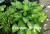 Dinner Mint